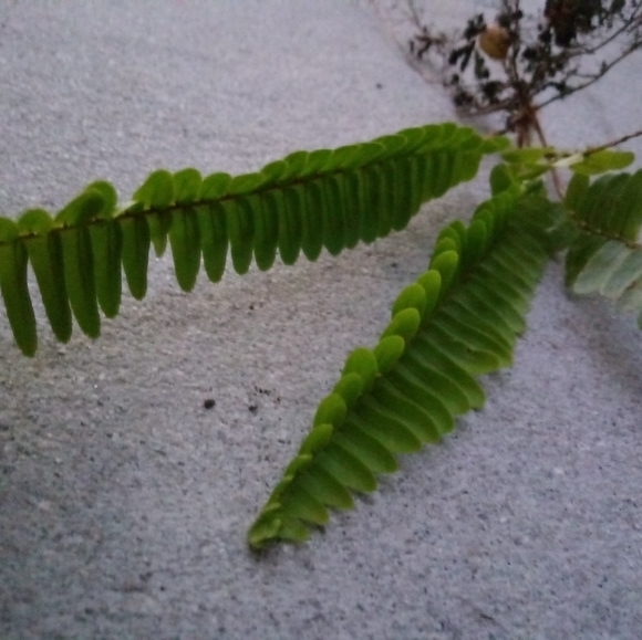2 sword fern starter plants - Picture 2 of 4